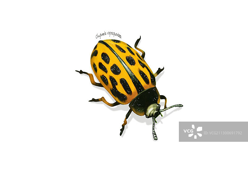 柳叶甲虫插画图片素材