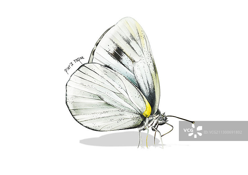 菜粉蝶插画图片素材