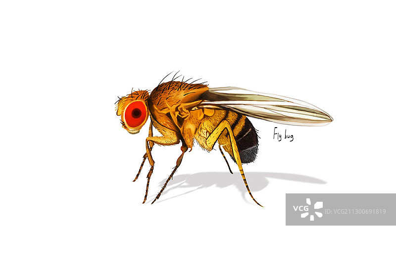 果蝇插画图片素材