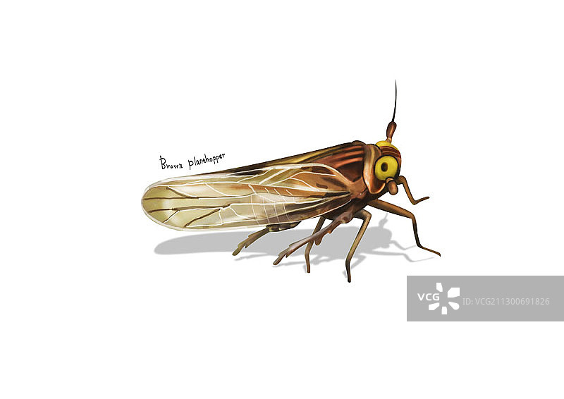 褐飞虱插画图片素材