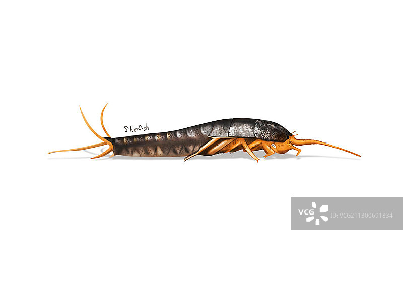 衣鱼插画图片素材