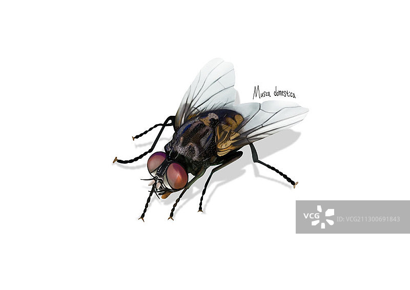家蝇插画图片素材