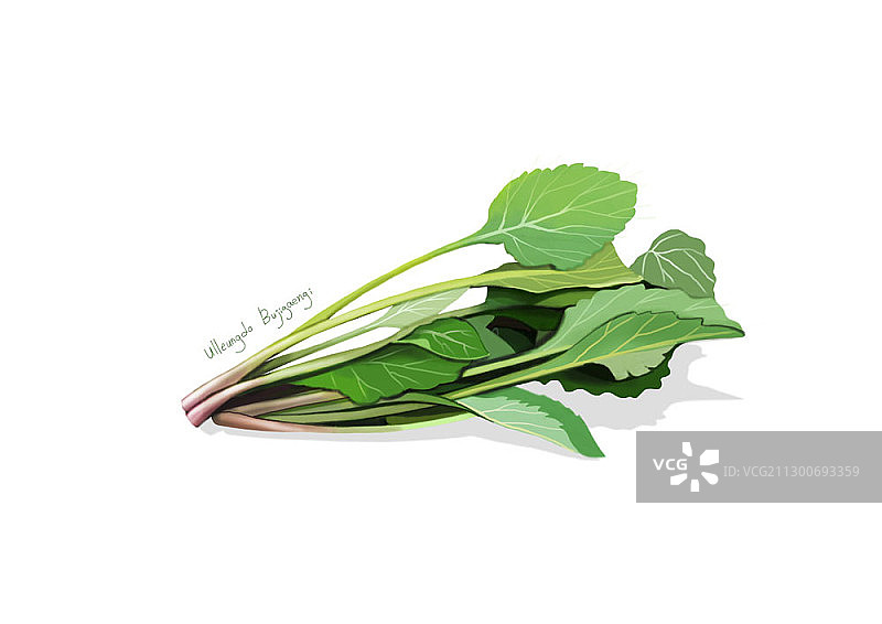 蕨菜插画图片素材