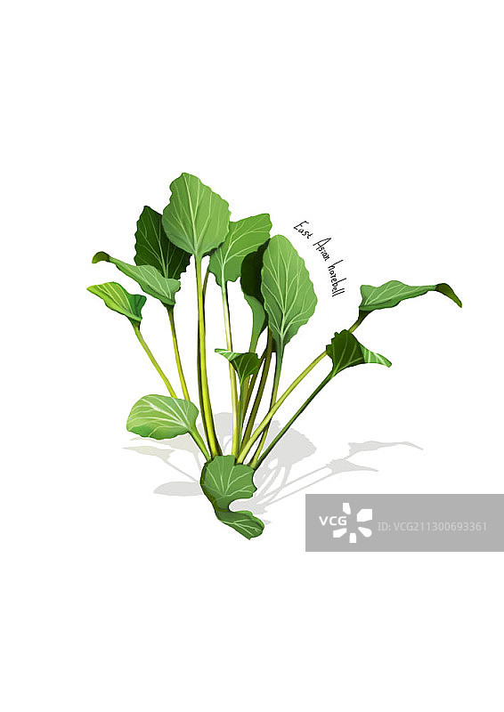 朝鲜当归插画图片素材