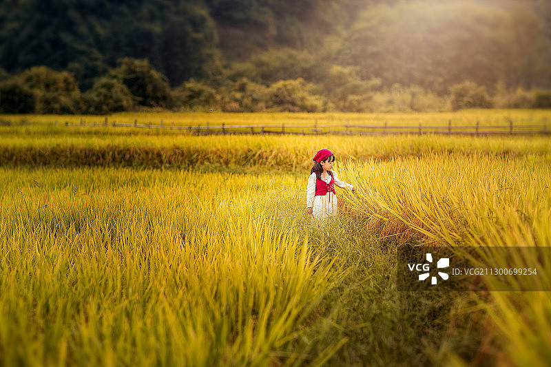 夕阳下一个小女孩行走在永州道县金黄色的稻田间图片素材