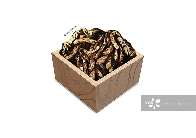 地黄插画图片素材