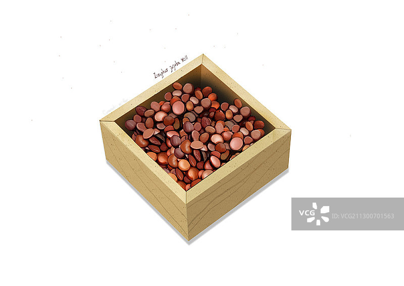 酸枣仁插图图片素材