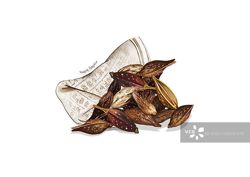 垂丝连翘插图图片素材