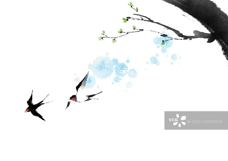 两只燕子和发芽的树枝图片素材