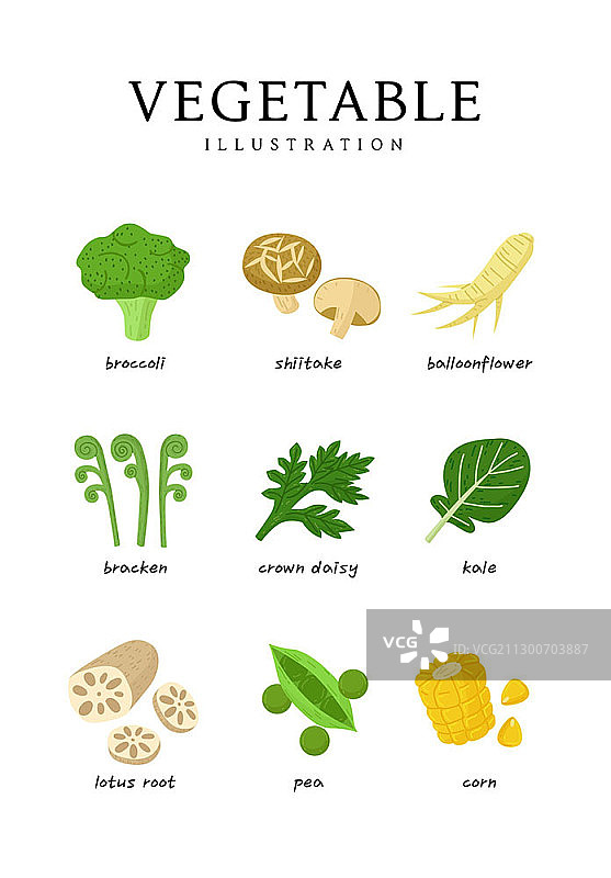 蔬菜矢量插画图片素材