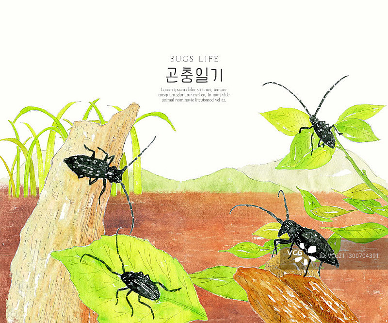 绿草叶与天牛图片素材