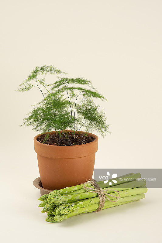 新鲜绿色芦笋特写052图片素材