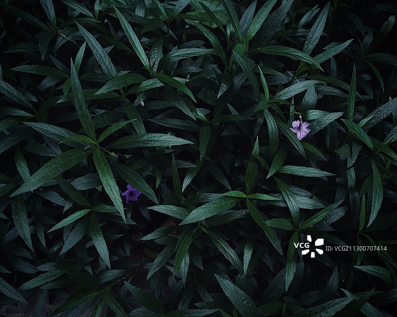 蓝花草图片素材