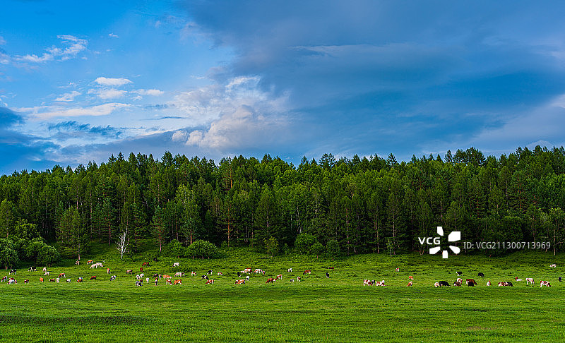 呼伦贝尔风光（内蒙古根河市莫尔道嘎镇）图片素材