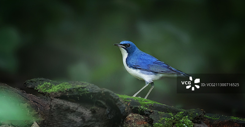 蓝歌鸲图片素材