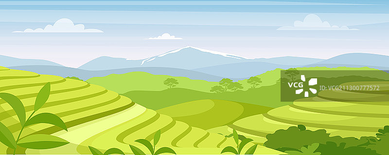绿茶种植园景观图片素材
