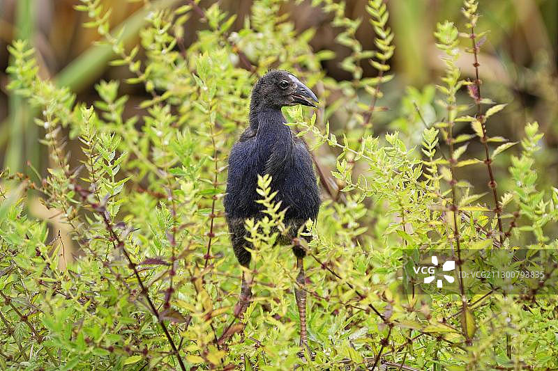 幼年紫水鸡，汉密尔顿湖，新西兰北岛图片素材