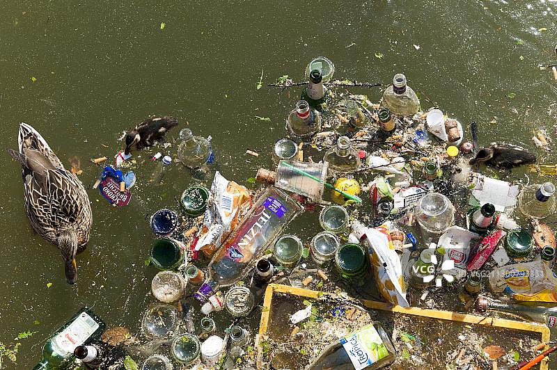 池塘里满是垃圾的绿头鸭家庭图片素材