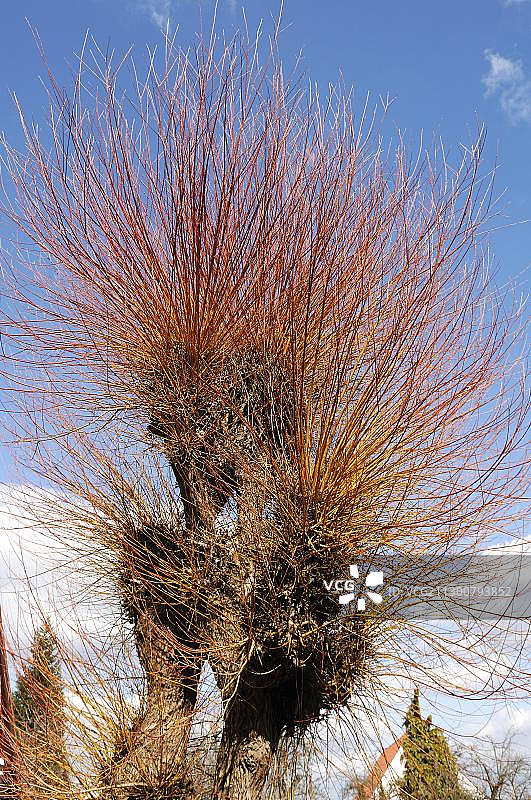 德国巴伐利亚上弗兰肯奥西耶红枝图片素材