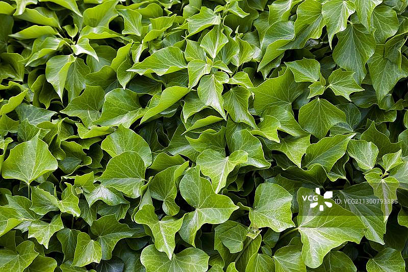 常春藤新芽图片素材