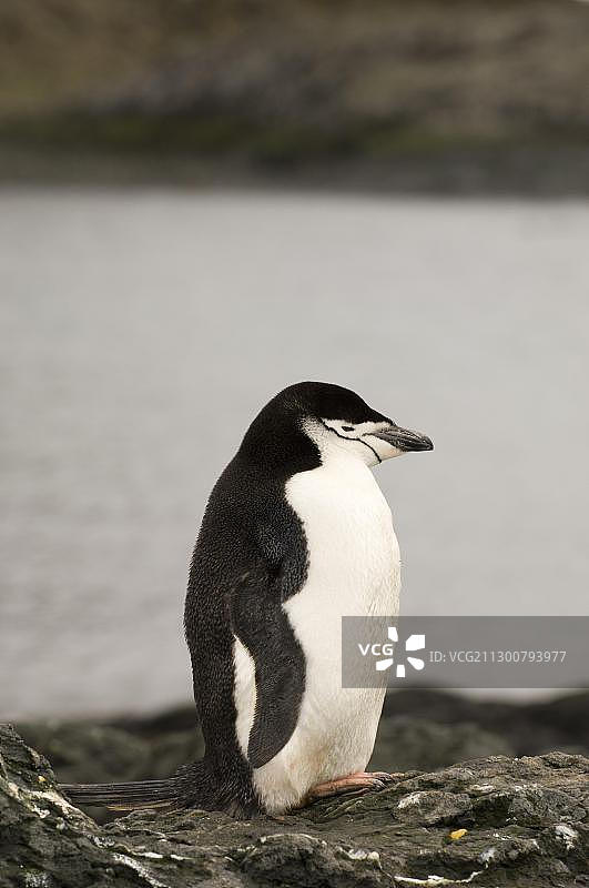 帽带企鹅，艾秋岛，南设得兰群岛，南极洲图片素材
