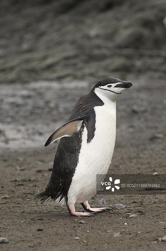 帽带企鹅，艾秋岛，南设得兰群岛，南极洲图片素材