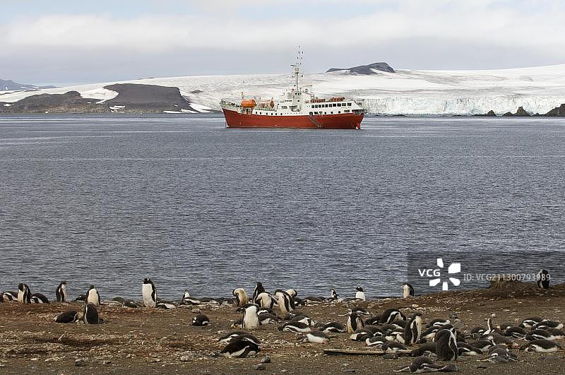 南极南设得兰群岛艾秋岛的巴布亚企鹅图片素材