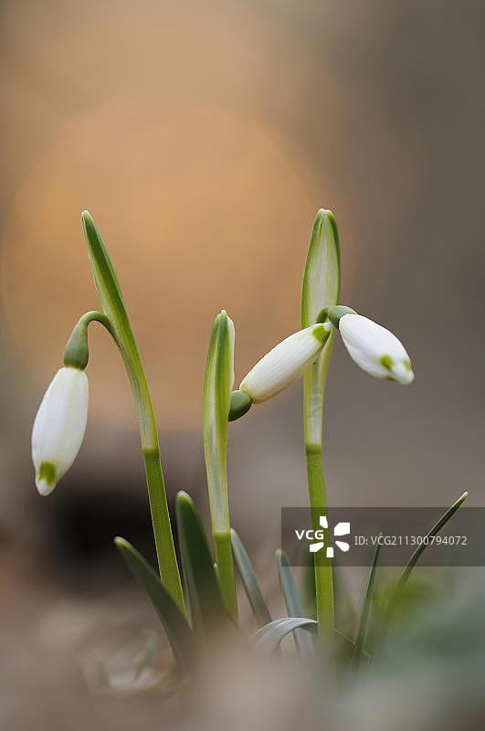 春天雪花（Leucojum vernum）图片素材