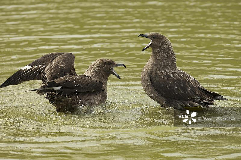 南设得兰群岛欺骗岛电话湾的南极贼鸥图片素材