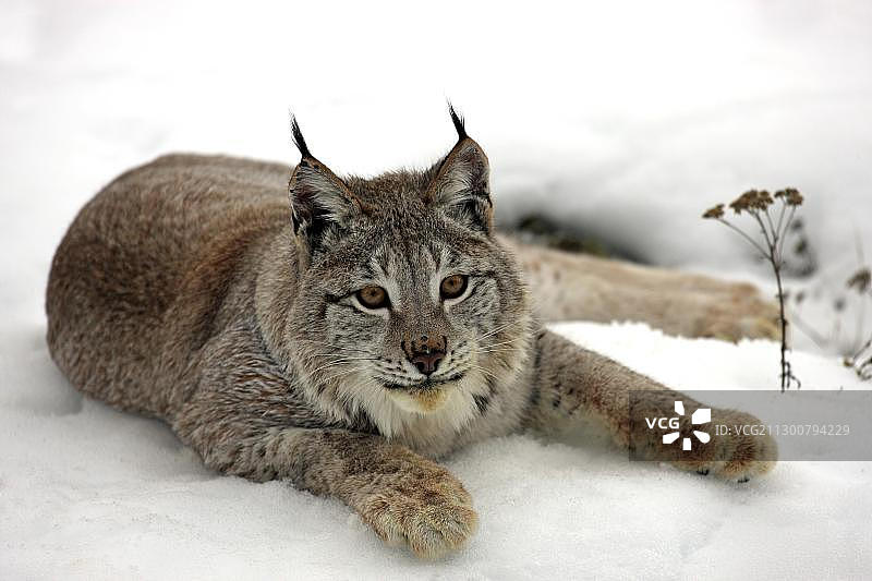 成年欧亚猞猁，躺在雪地里，美国蒙大拿州图片素材