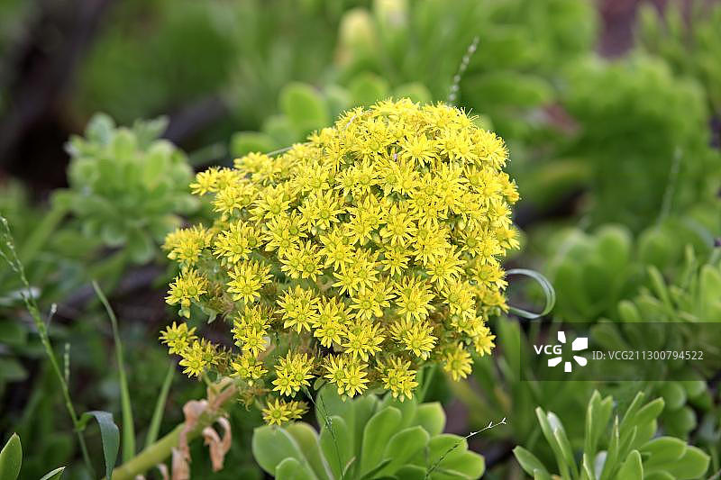 黄花莲花掌，美国加利福尼亚州图片素材
