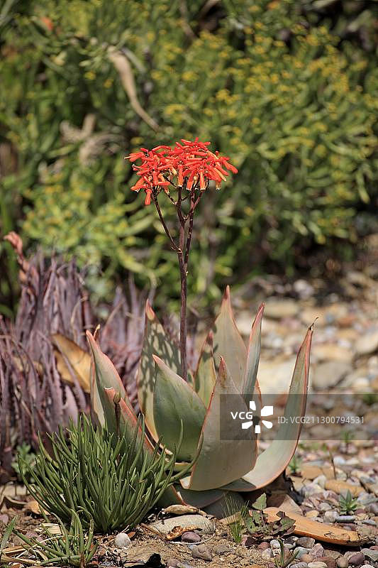 珊瑚芦荟花，美国加利福尼亚州图片素材