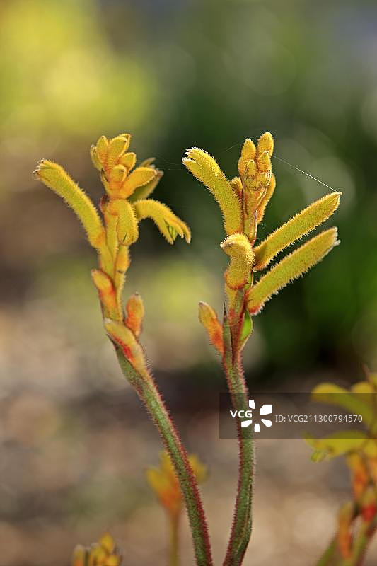 袋鼠爪杂交品种花朵，澳大利亚，大洋洲图片素材