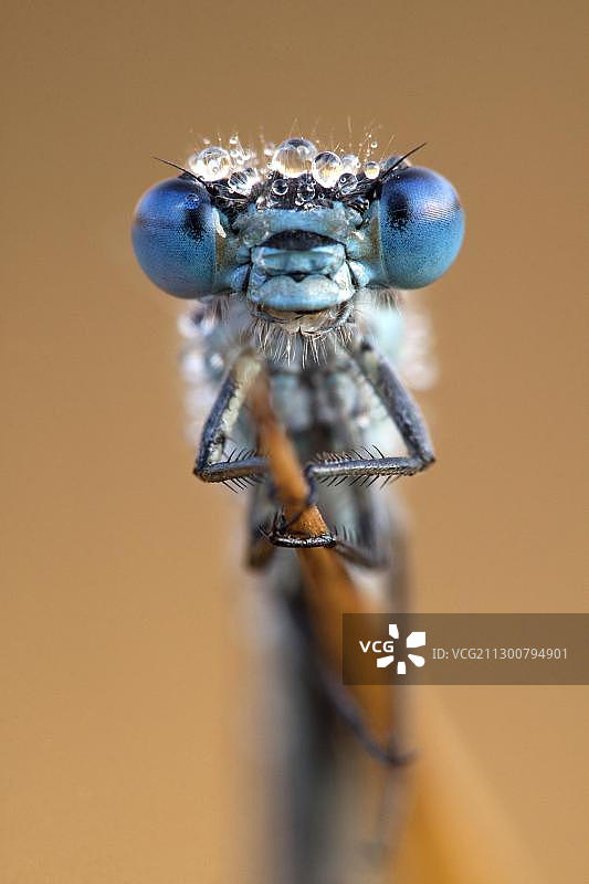 豆娘(Coenagrion)图片素材