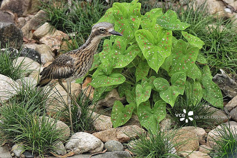 濒危物种：石鸻，澳大利亚昆士兰州磁岛，大洋洲图片素材