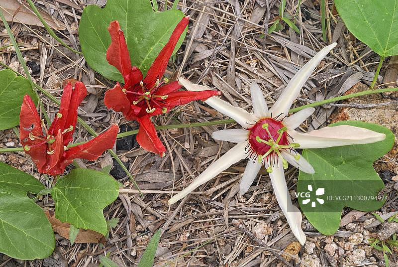 橙色花瓣西番莲，澳洲昆士兰州磁岛图片素材
