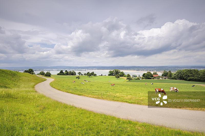 瑞士图尔高州特里博尔廷根的Seeruecken山丘牧场图片素材