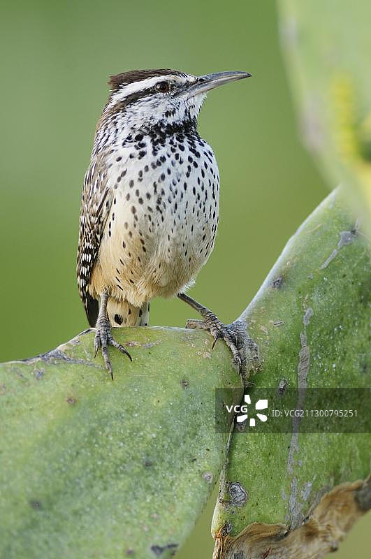 仙人掌 wren (Campylorhynchus brunneicapillus),成年鸟栖息在德克萨斯州刺梨仙人掌 (Opuntia engelmannii) 上,美国德克萨斯州南部韦伯县拉雷多图片素材