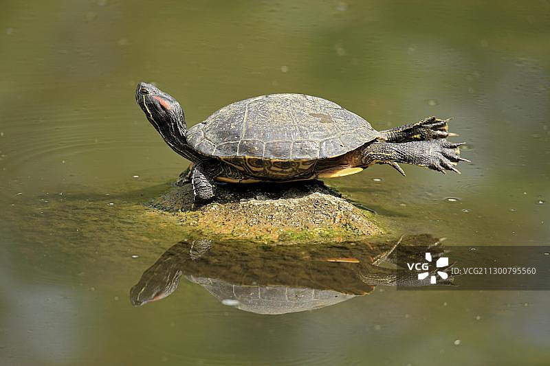 红耳龟（Trachemys scripta elegans），在德国曼海姆的水中岩石上晒日光浴图片素材