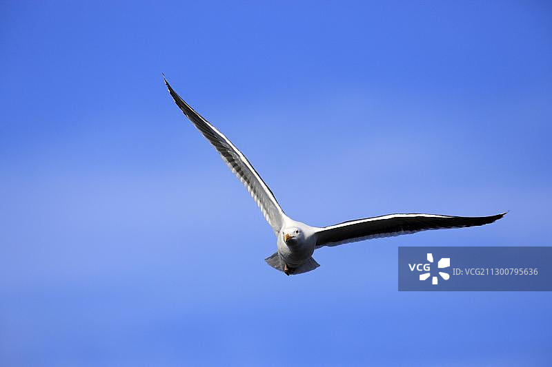 西海鸥，成年，飞行，美国加利福尼亚州蒙特雷图片素材