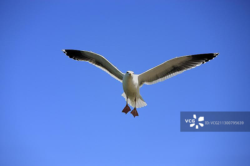 西海鸥，成年，飞行，美国加利福尼亚州蒙特雷图片素材