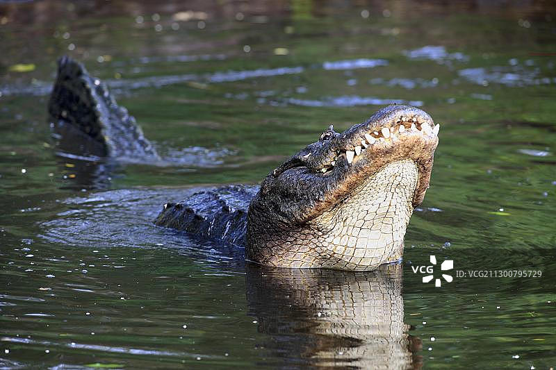 美洲鳄（密西西比鳄），雄性，求偶展示，在美国佛罗里达州水域图片素材