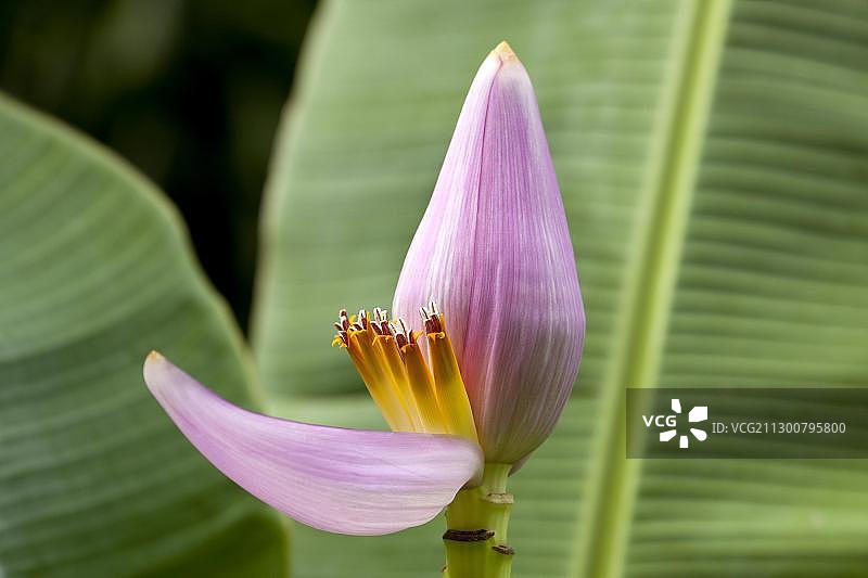 香蕉花，留尼汪岛，印度洋图片素材