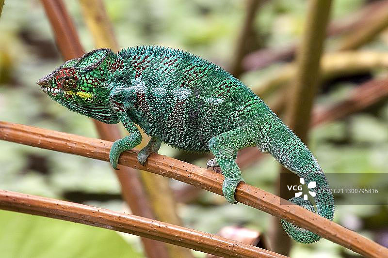 留尼汪岛印度洋上的变色龙图片素材