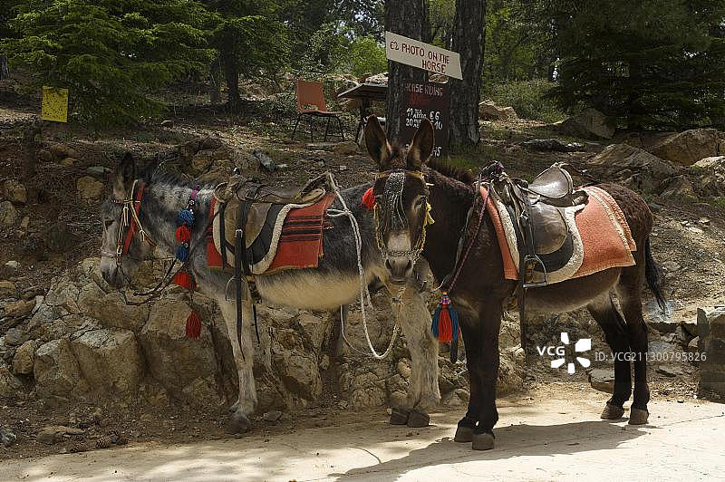 在特罗多斯山脉短途骑行的驴，塞浦路斯，欧洲图片素材