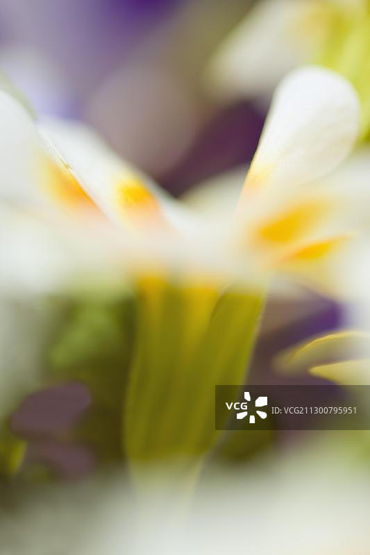 报春花，山地樱草或熊耳花（报春花属），模糊图片素材