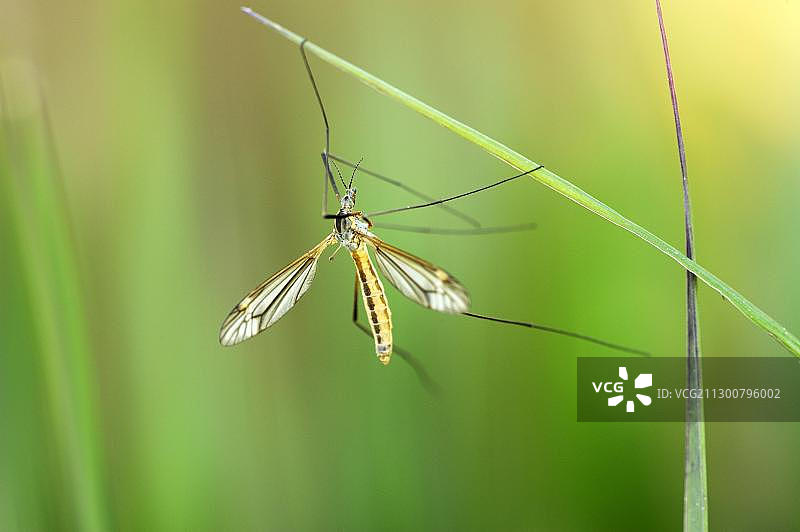 悬挂在草叶上的大蚊图片素材
