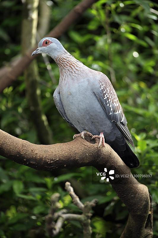 斑点鸽或非洲岩鸽图片素材