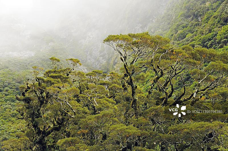 新西兰南岛峡湾国家公园热带雨林图片素材