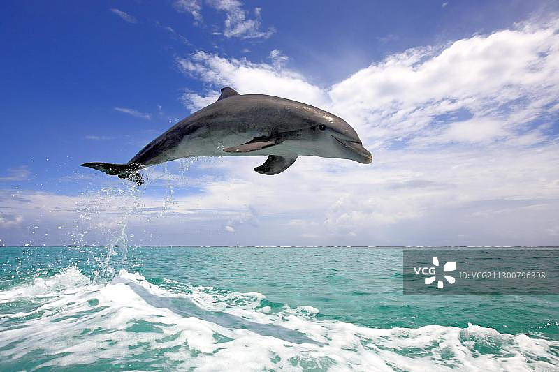 成年宽吻海豚跃出海面，洪都拉斯罗阿坦岛，加勒比海，中美洲图片素材